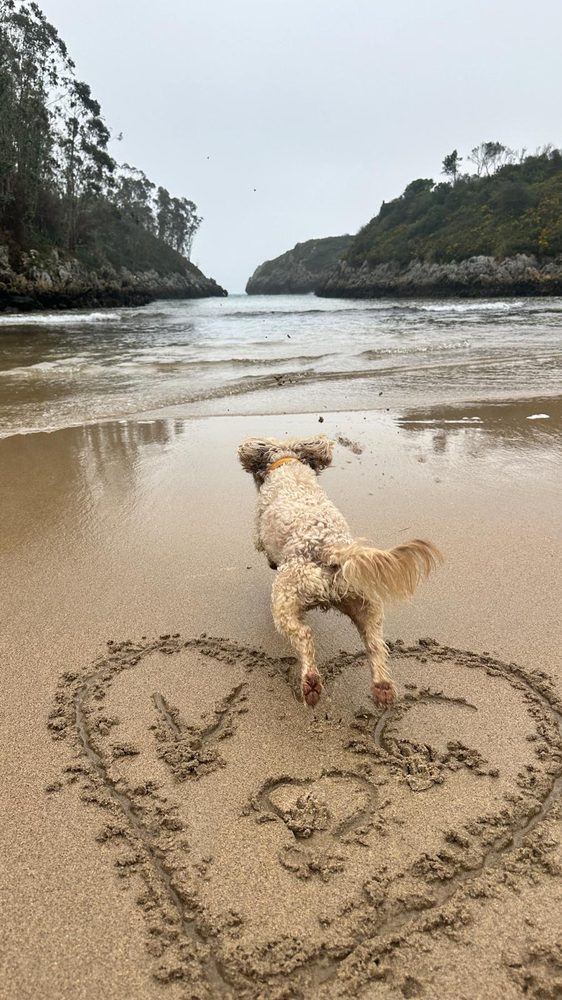 Perro paseando por un sendero