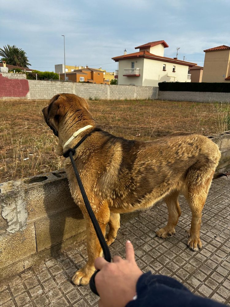 Perro feliz durante su paseo
